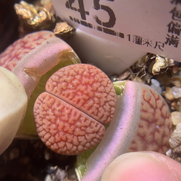 精品生石花219.45