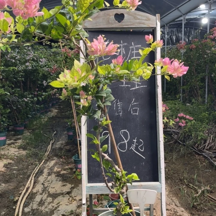 无花朵三角梅三角梅16