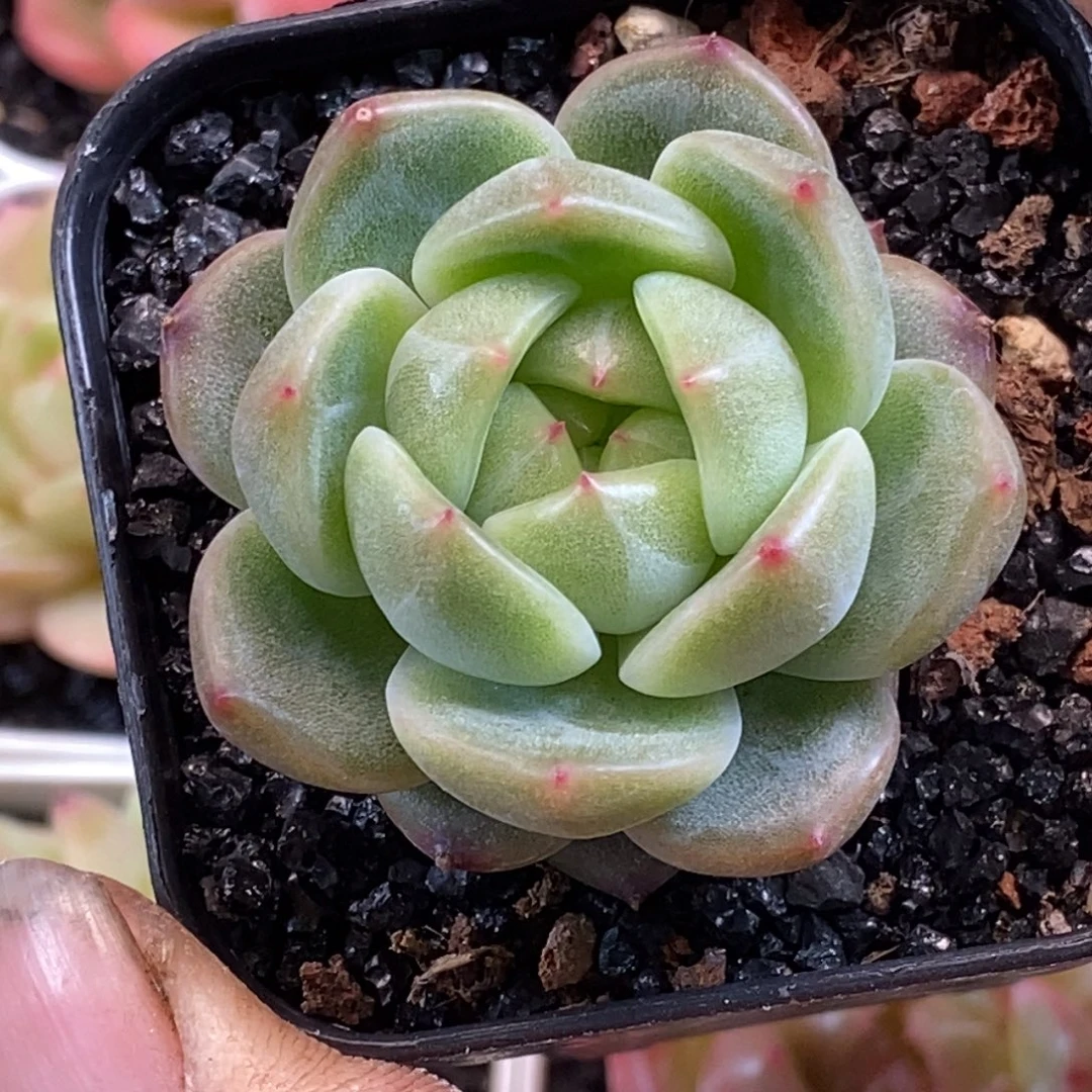 天官赐福百无禁忌