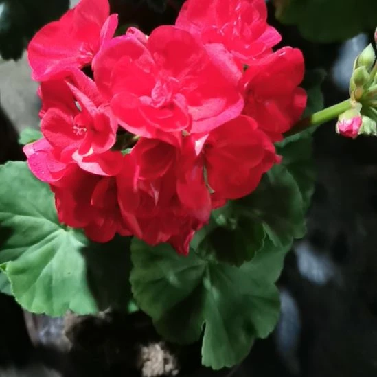 当前无花栽培后可以开花公爵