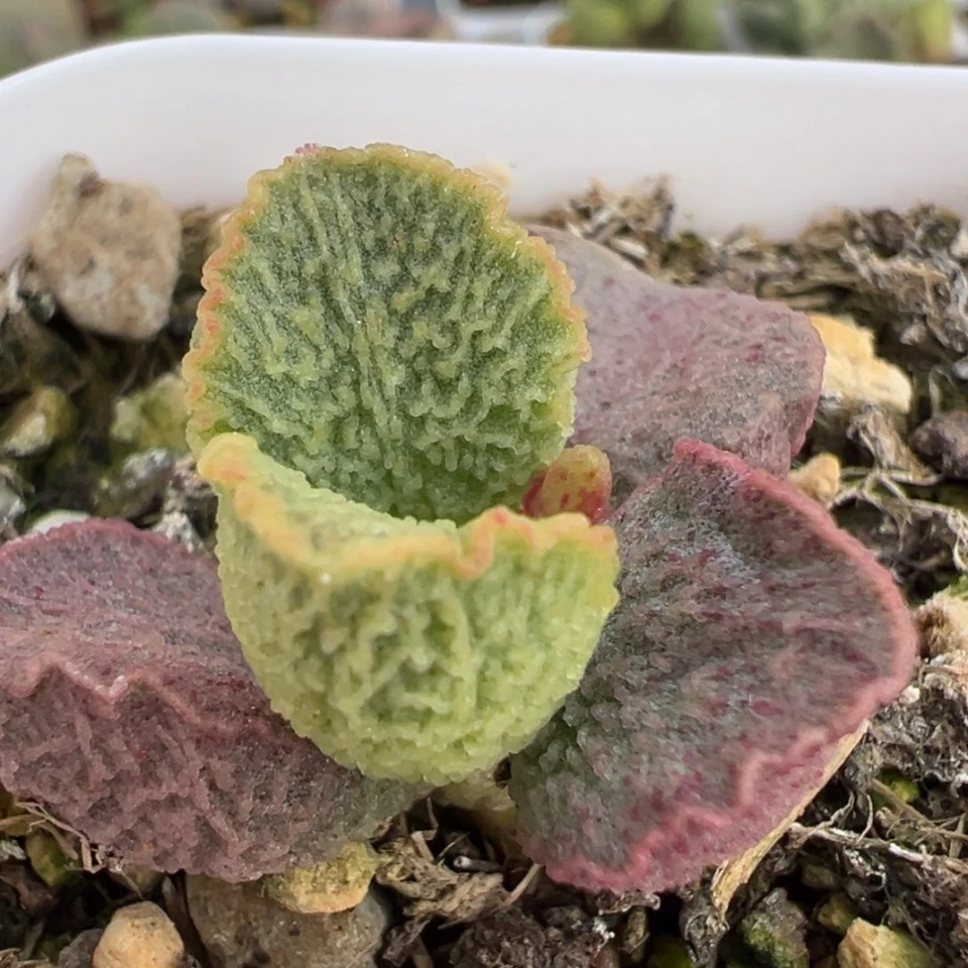 冰枝纹荷叶边实生新品