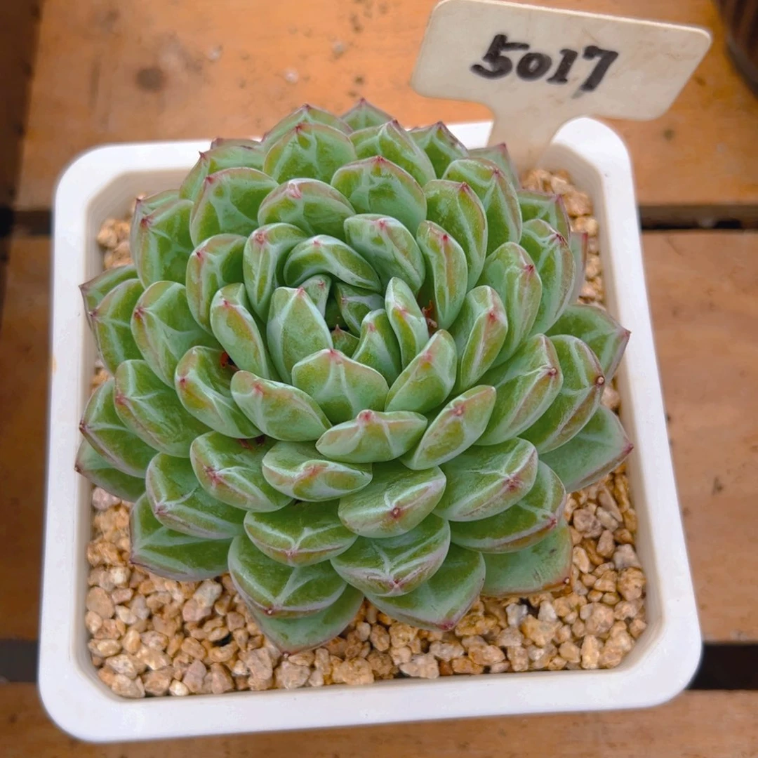 …***齐雪花珍妮5017号一物一拍