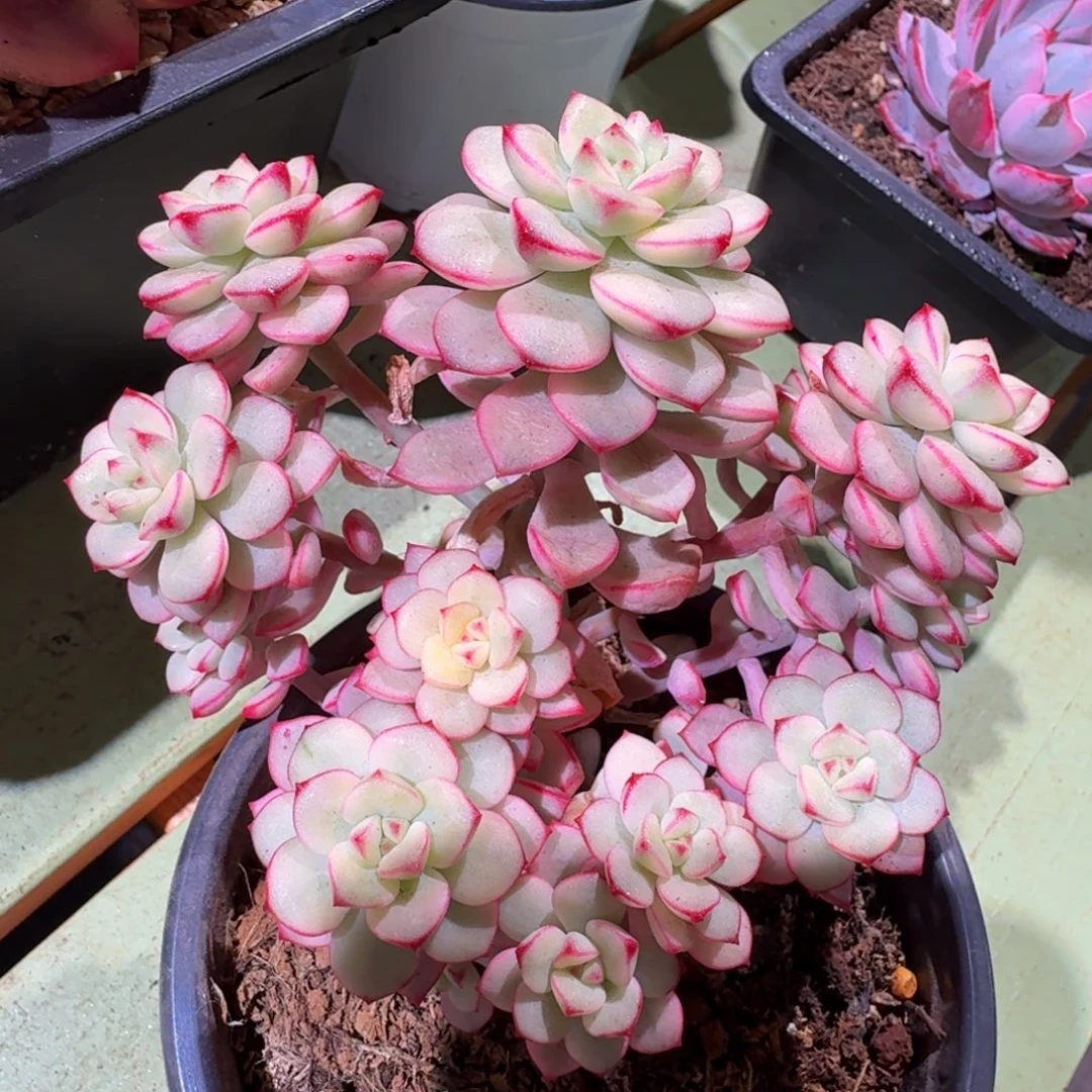 探戈锦，锦上园艺一物一拍