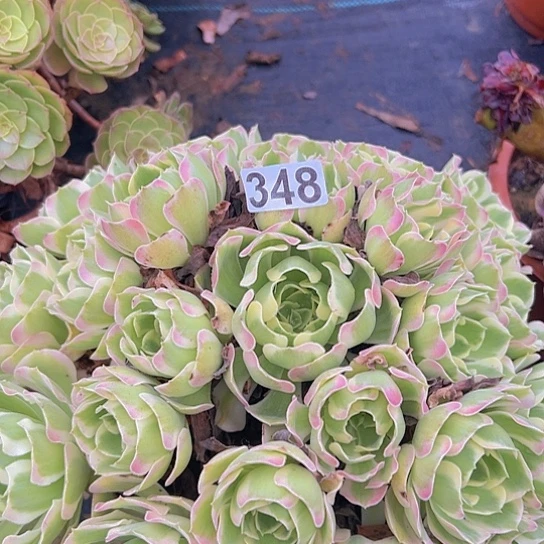 夏***风多肉植物一个白凤