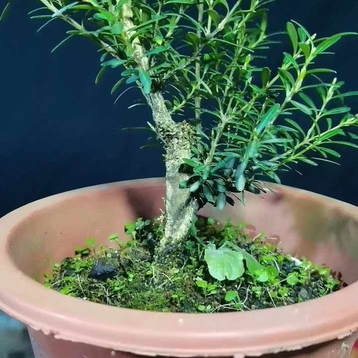 想***字无花朵贵州水黄杨