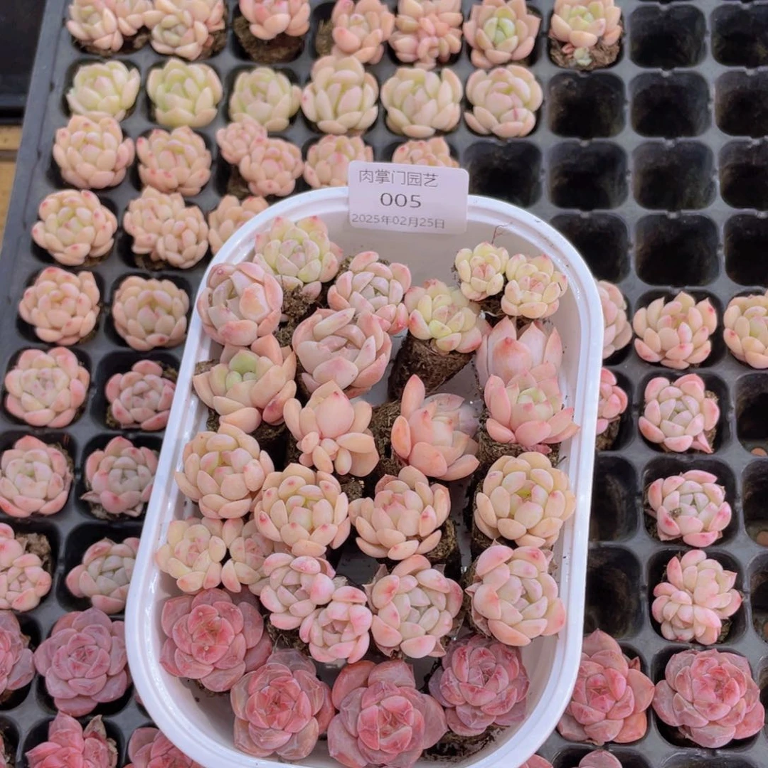 开心快乐幸福005