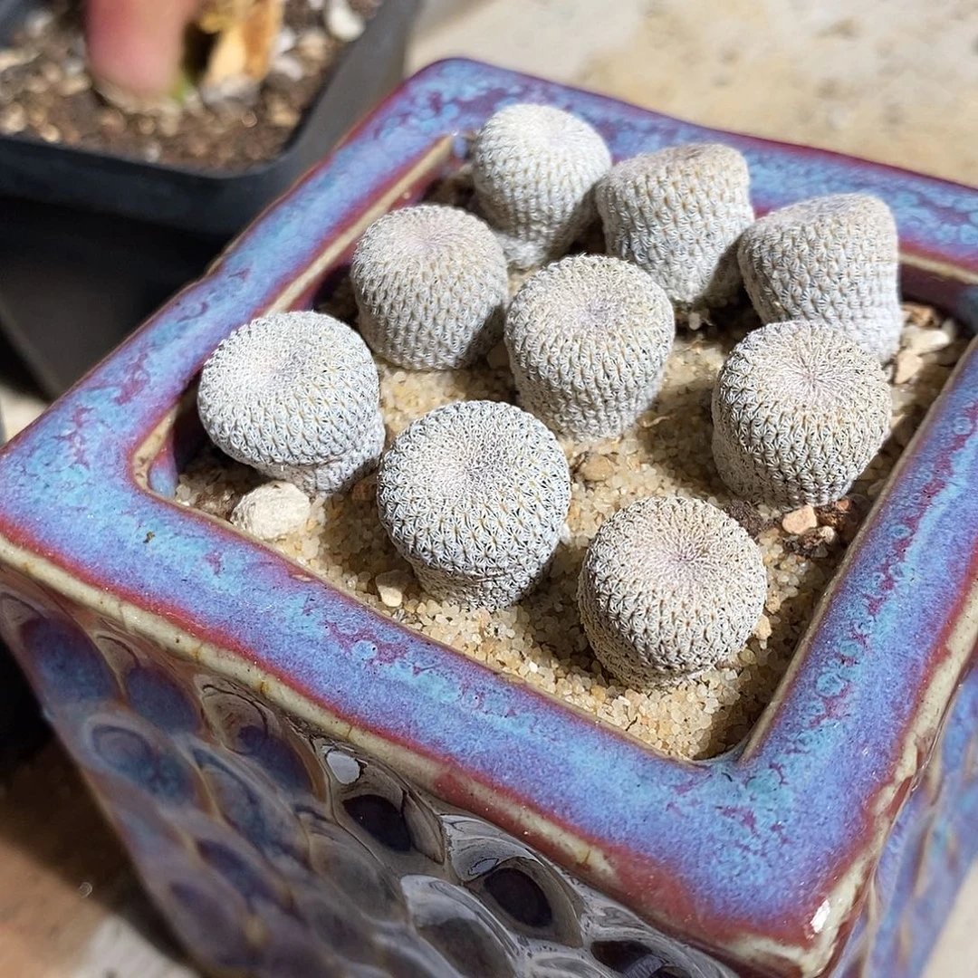 一颗实生月世界。 买二送一。