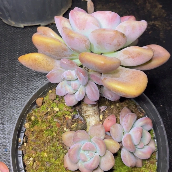 奥普独杆暴崽老桩1