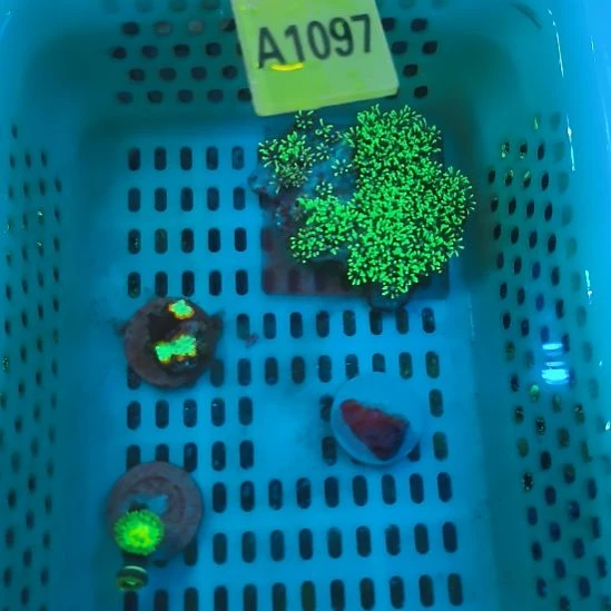 纽扣珊瑚1097草皮套餐