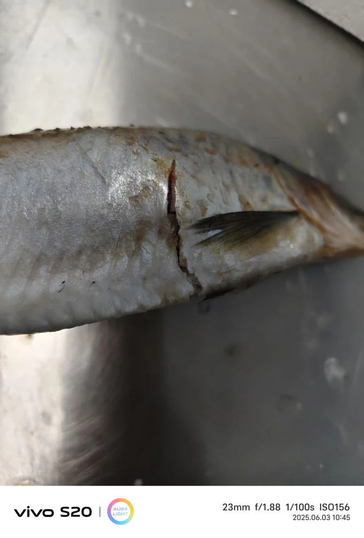 青鱼沙丁鱼有破损介意勿拍每单4.8斤以上