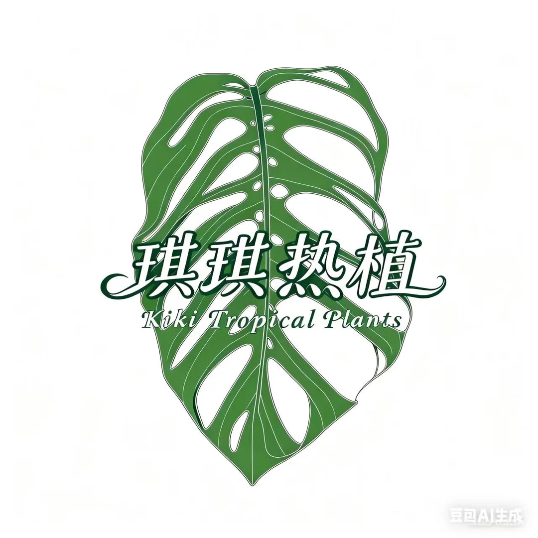 【琪琪热植】ME巨洞龟背竹   一物一拍