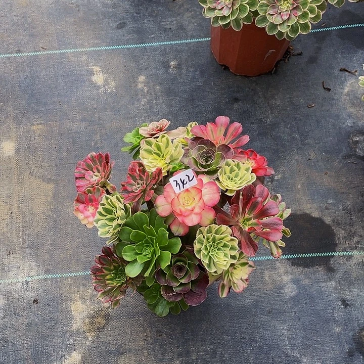 用***9架接00000000号342号