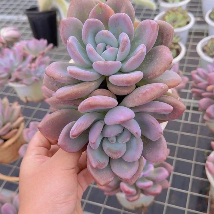 奥普琳娜双头老桩