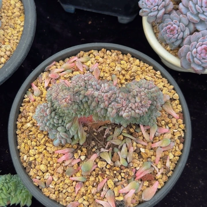 琥珀 星影 星影 星影