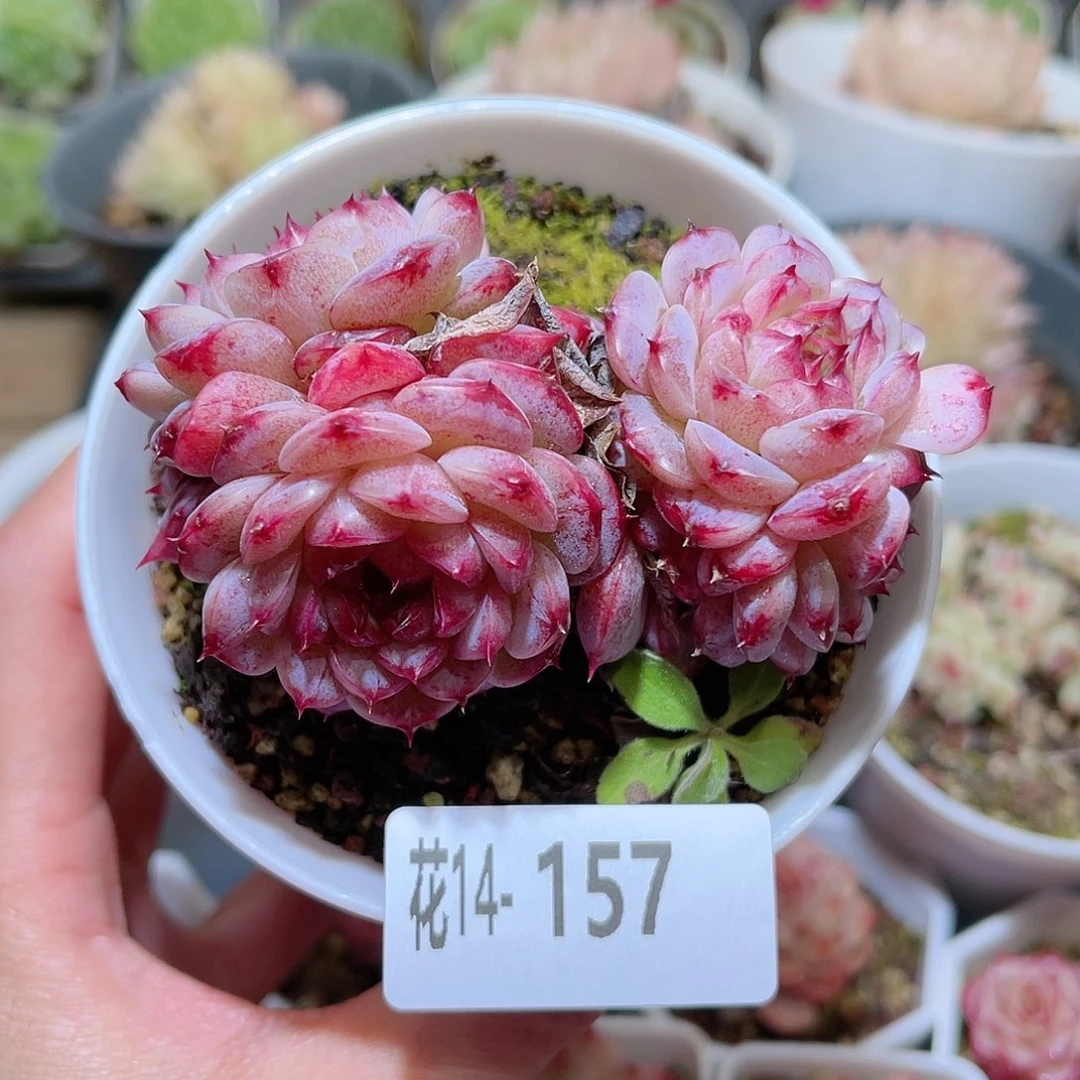花利美14-157天鹅绒