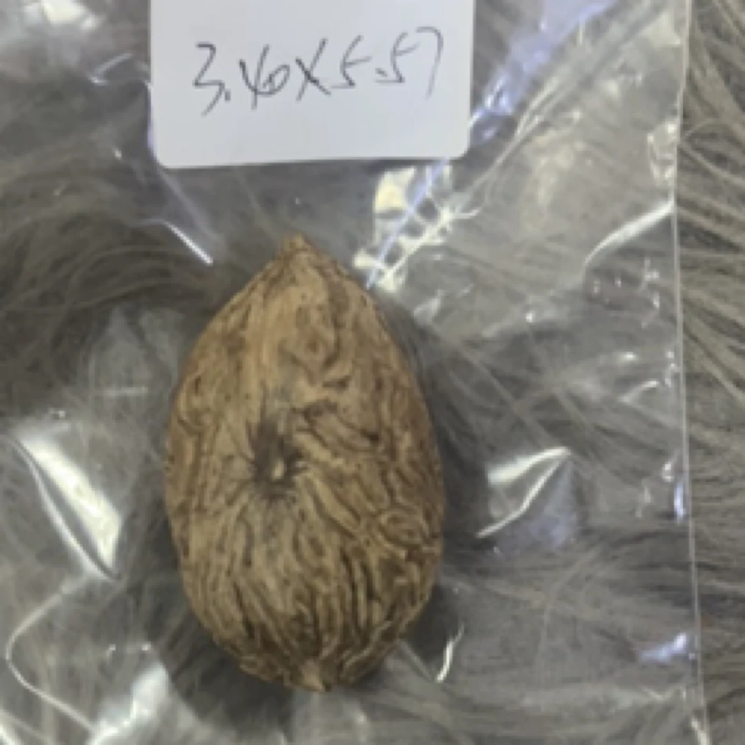 大果王菩提果老树手把件挂件
