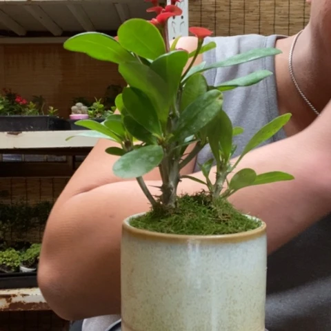 红陶一物一拍所见即所得9