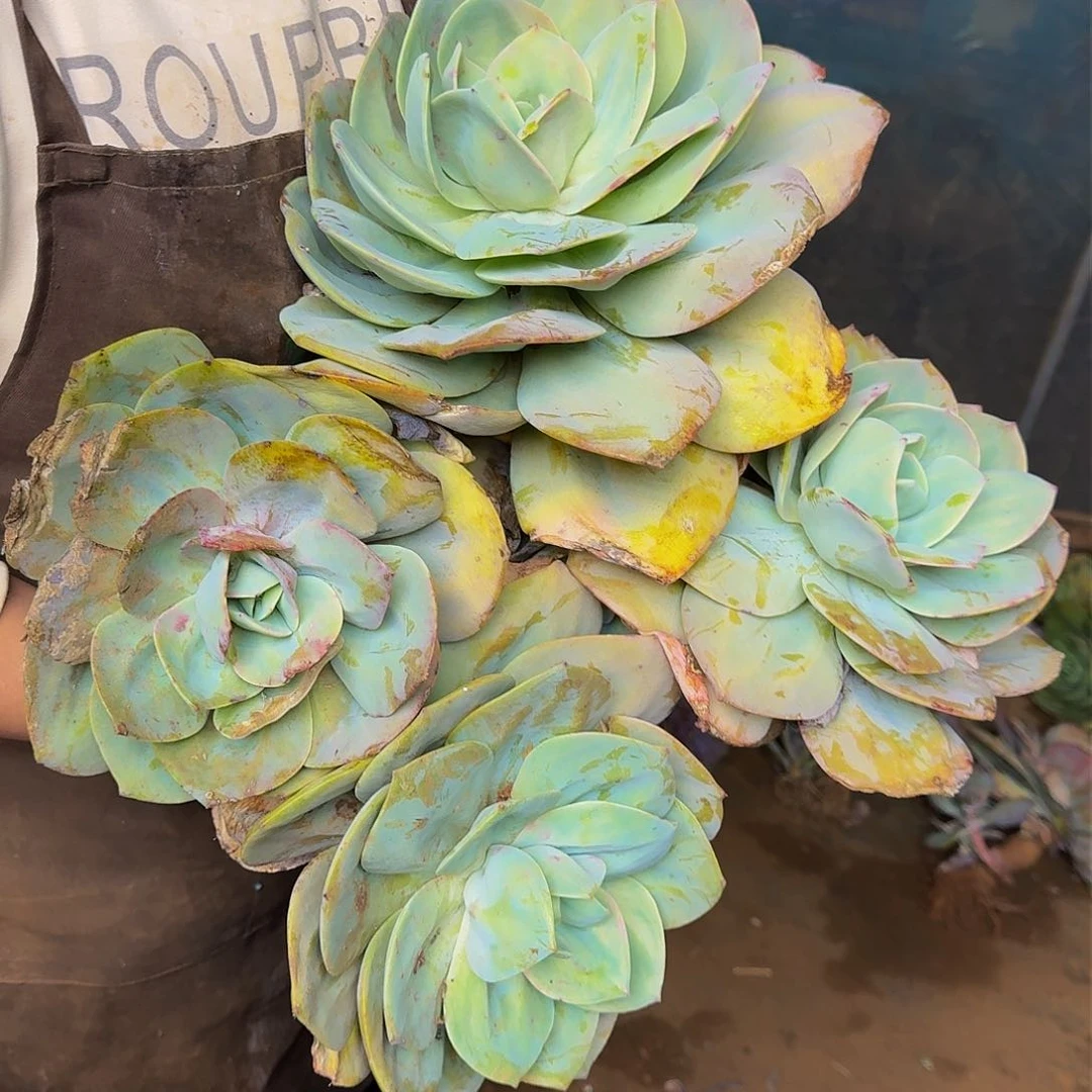 白凤 一颗不包损26米