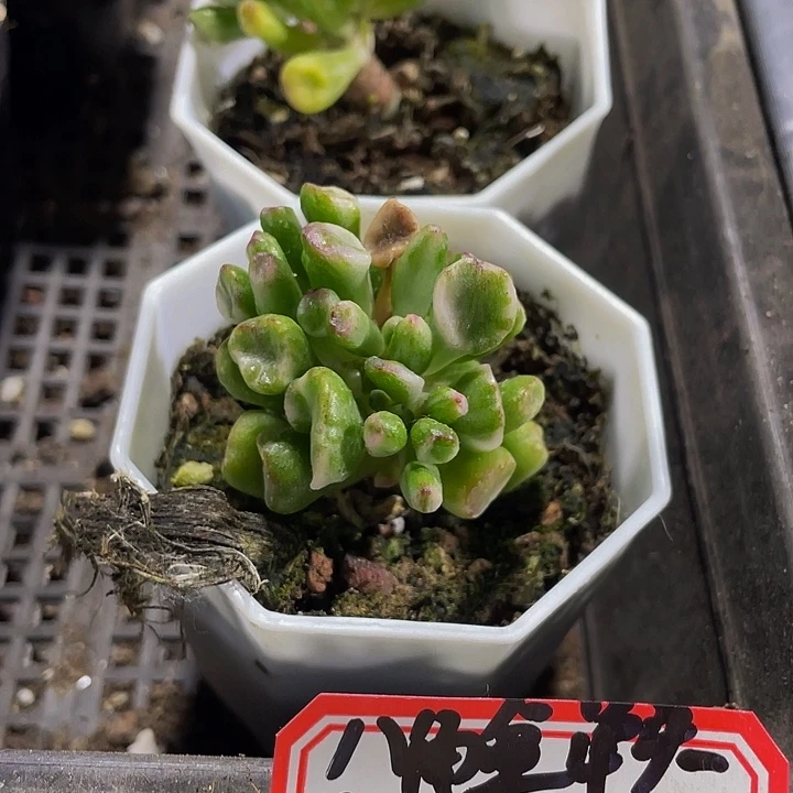 八角盆西财树锦带盆