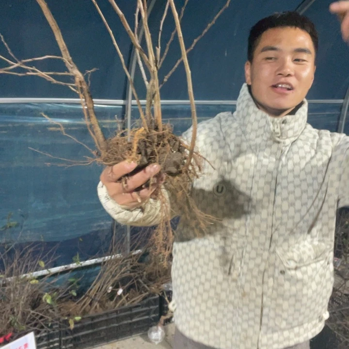 绿宝石海棠花一颗