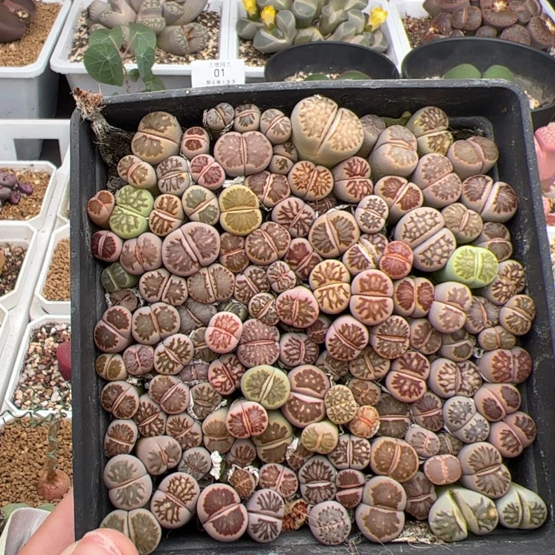 012号菊一盒 多肉植物