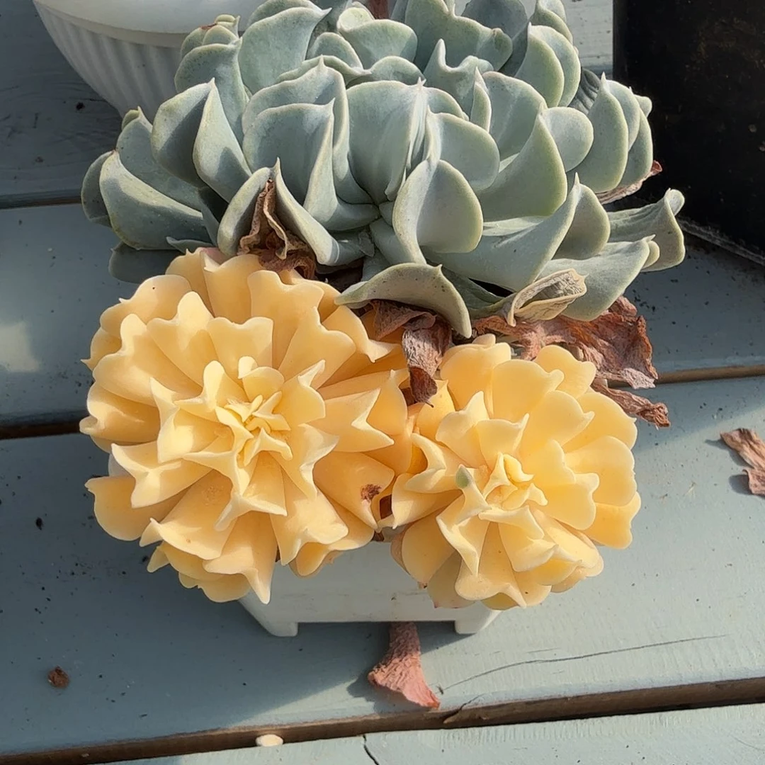 特玉莲锦，多肉植物