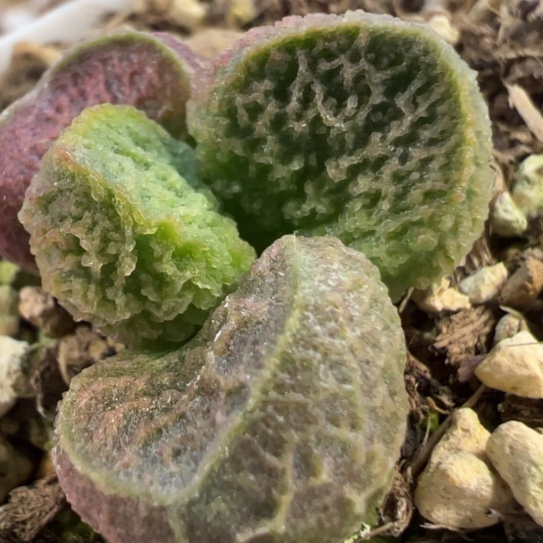 纹路特别漂亮款多肉植物水泡