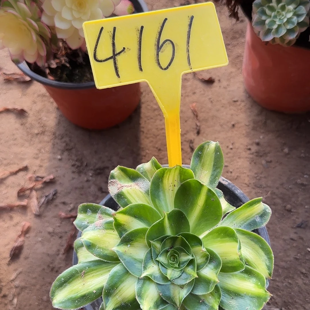 4161---暴君多头多肉