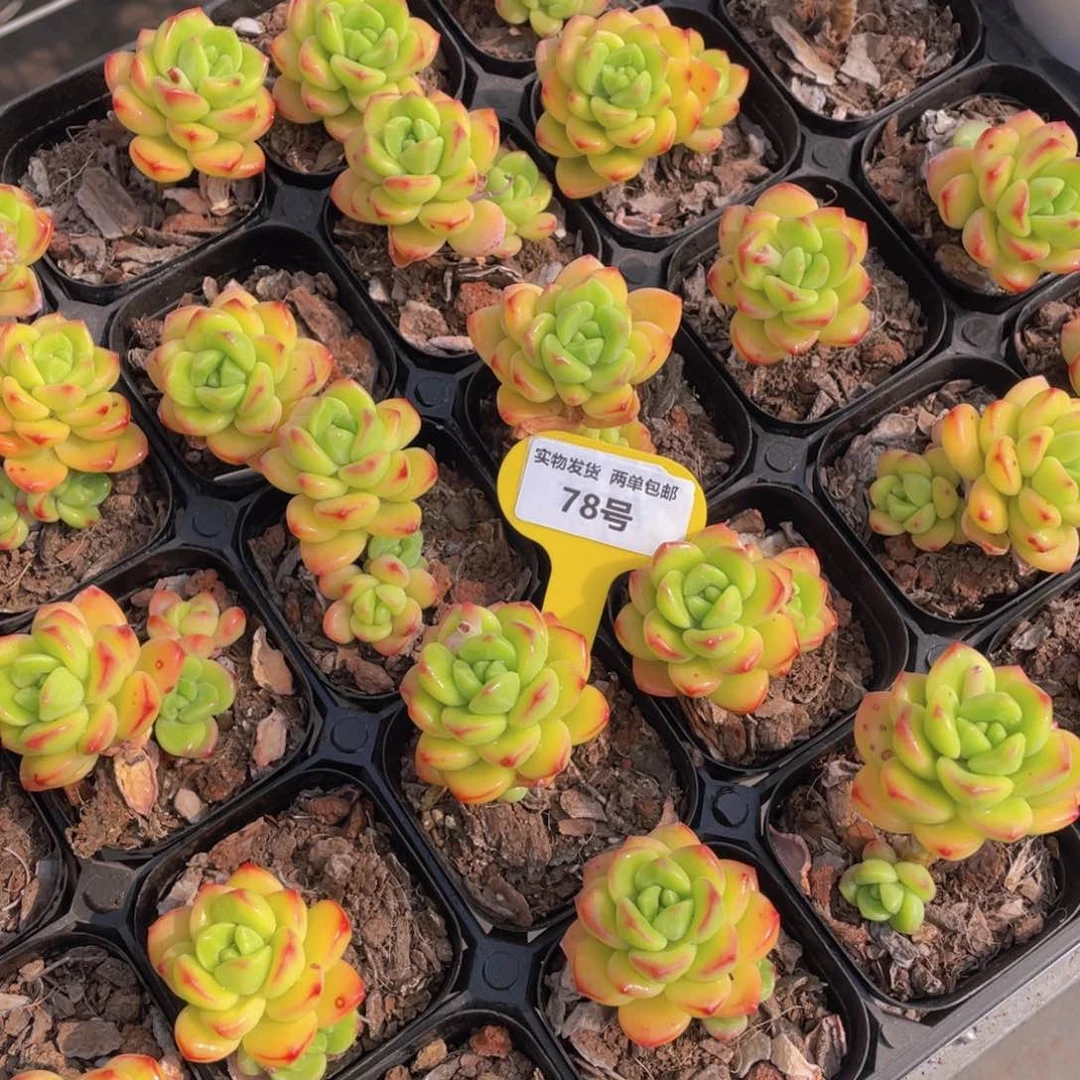 78号 韩版柠檬宝石单头一个