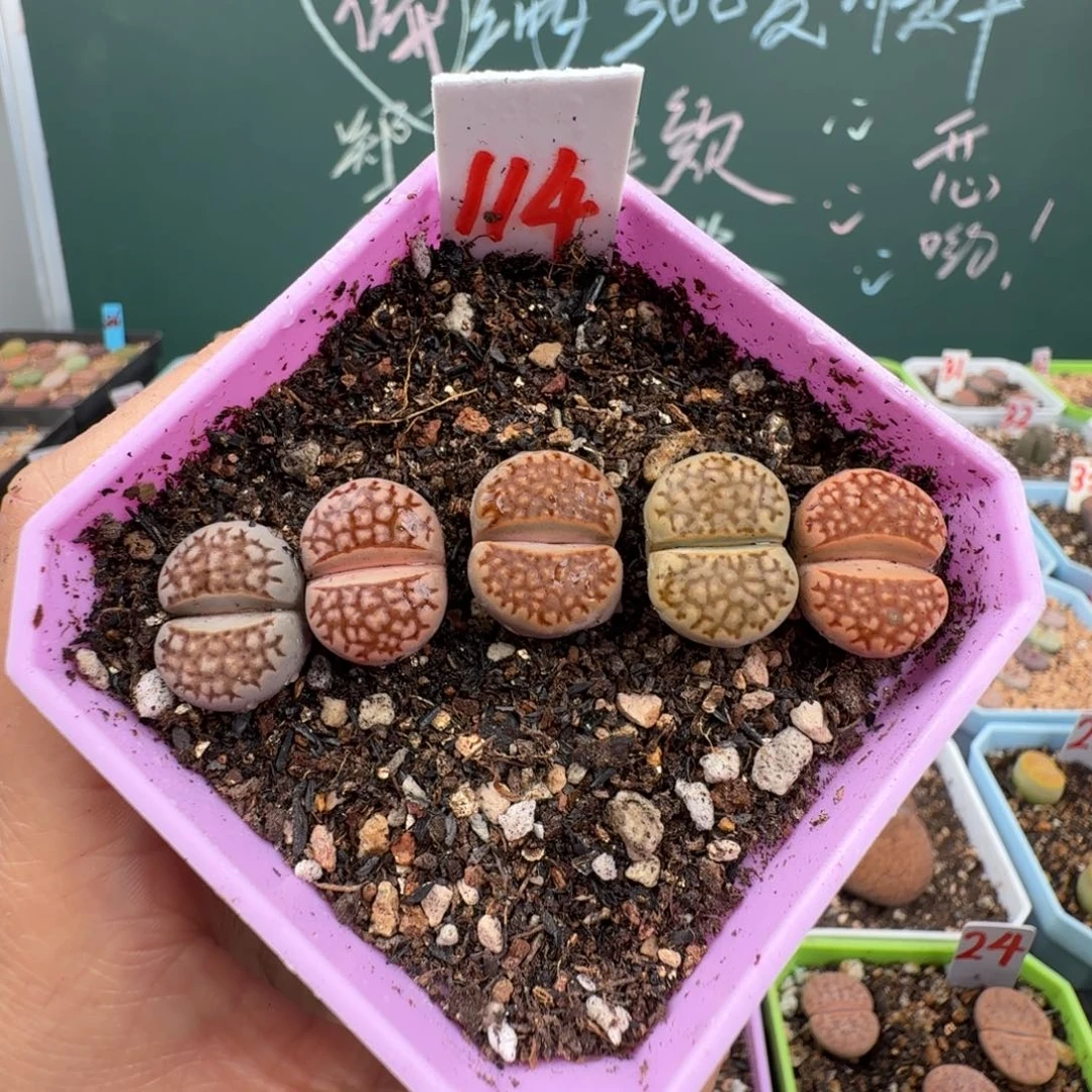 巴黎彩套带盆土发货114