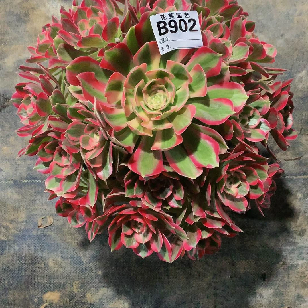 902多肉法师初恋，断指