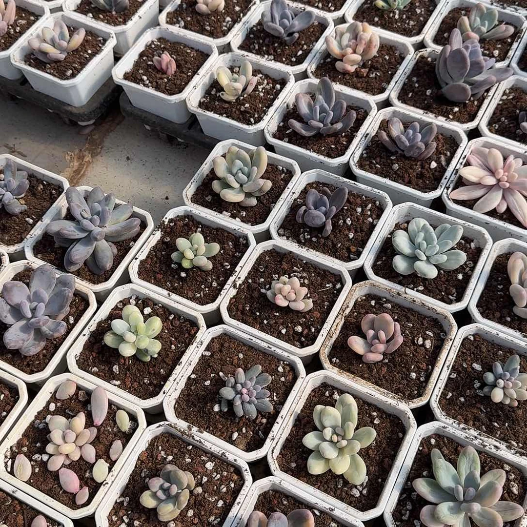 12厘米白方盆（10个），多肉植物