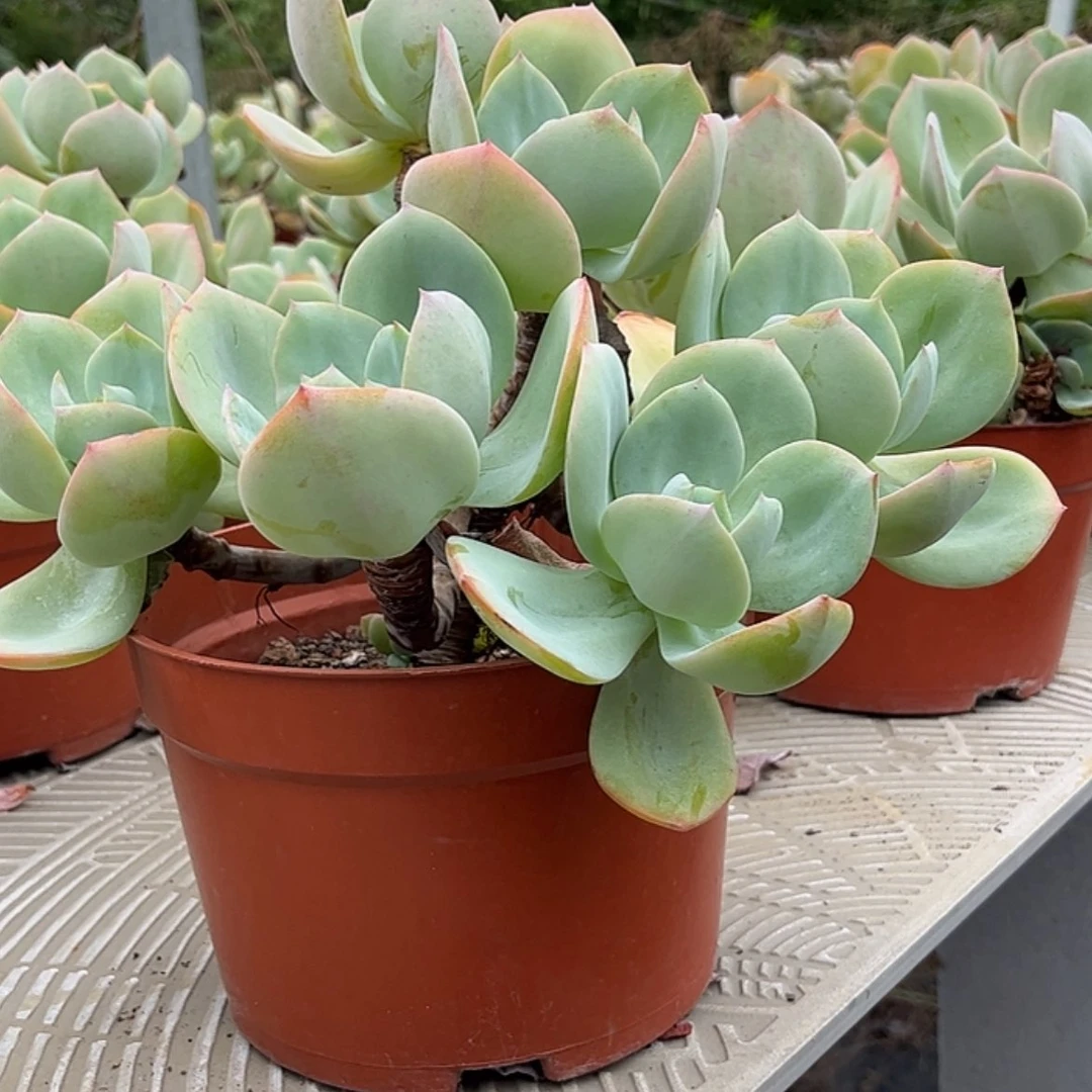 【闪购商品】无花朵安***¹