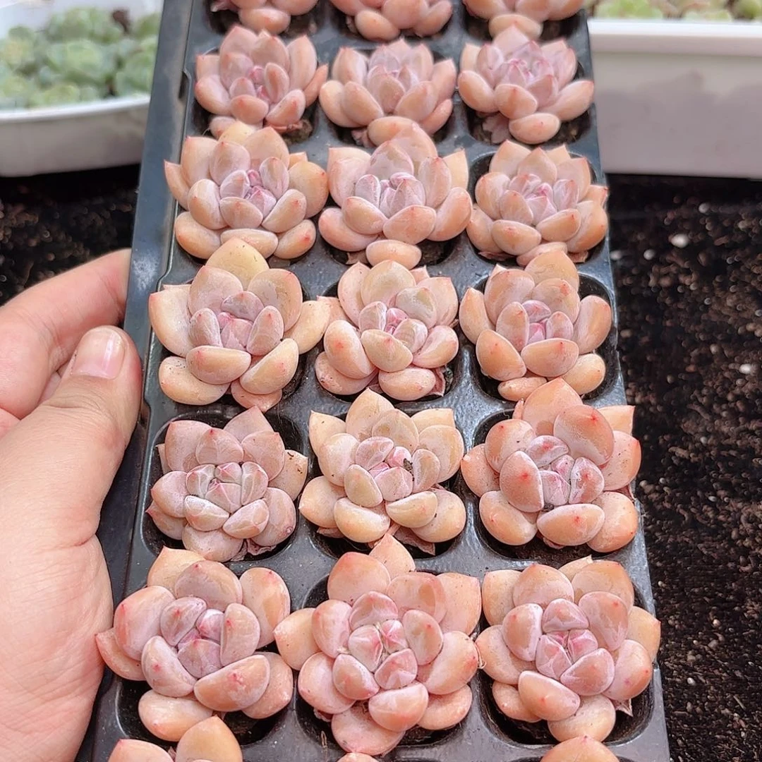 如图品质香橙21颗 新疆西藏内蒙不发货