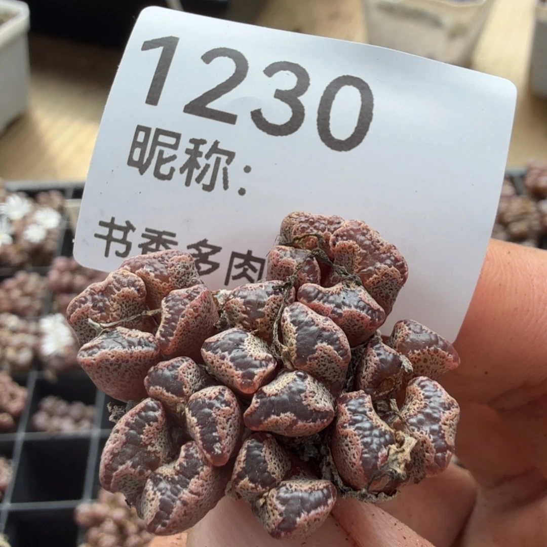 多肉。