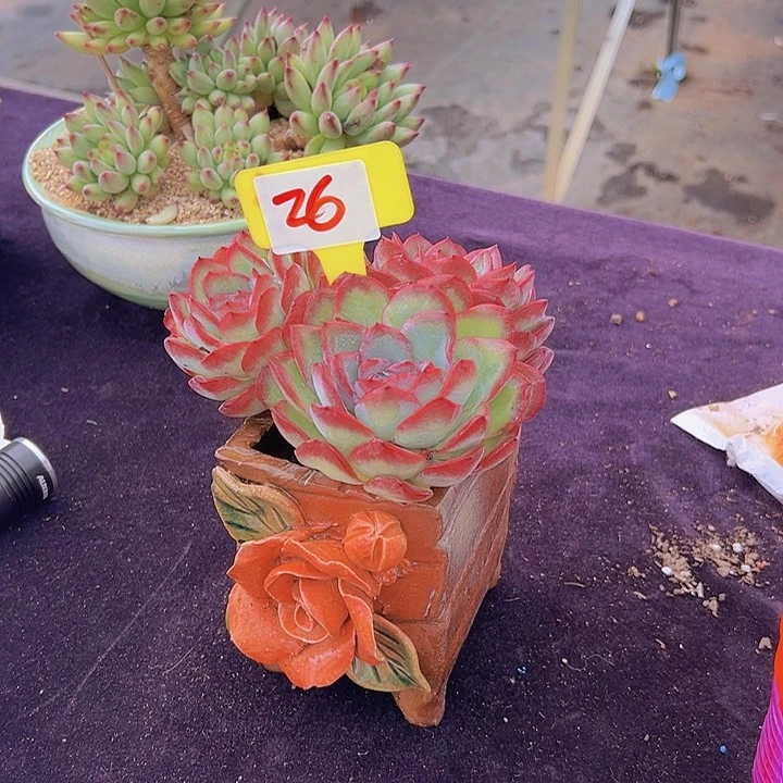 26夜叶一个脱土多肉