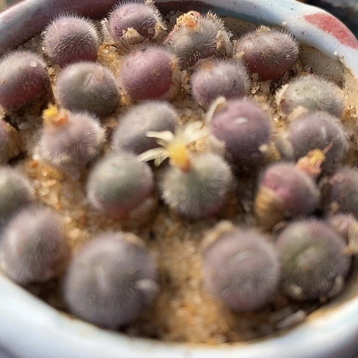 史蒂芬墨毛球双头1颗。