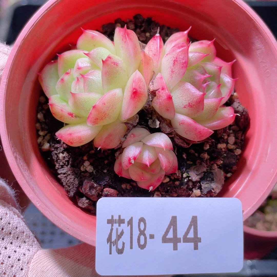 花利美18-44麦秆群