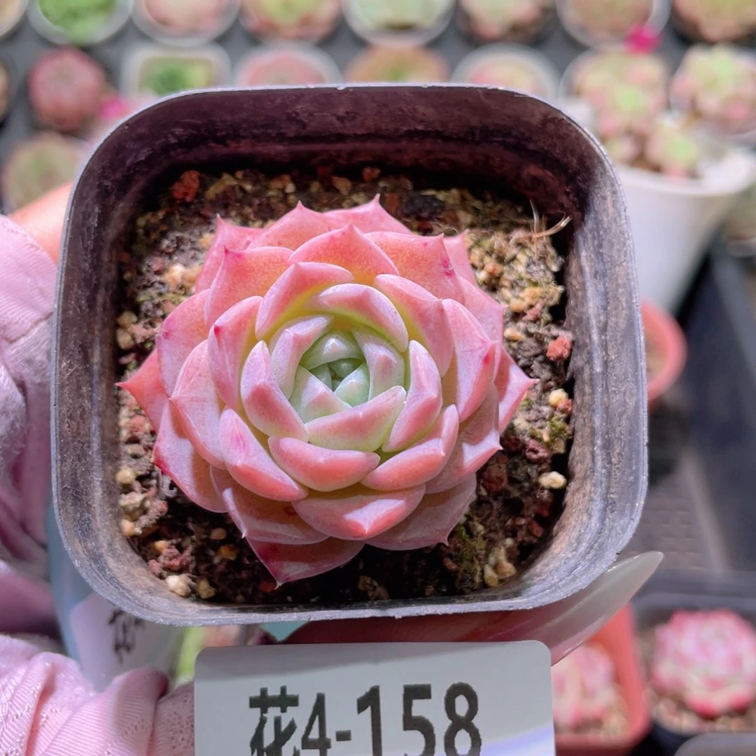 花利美4-158纯爱
