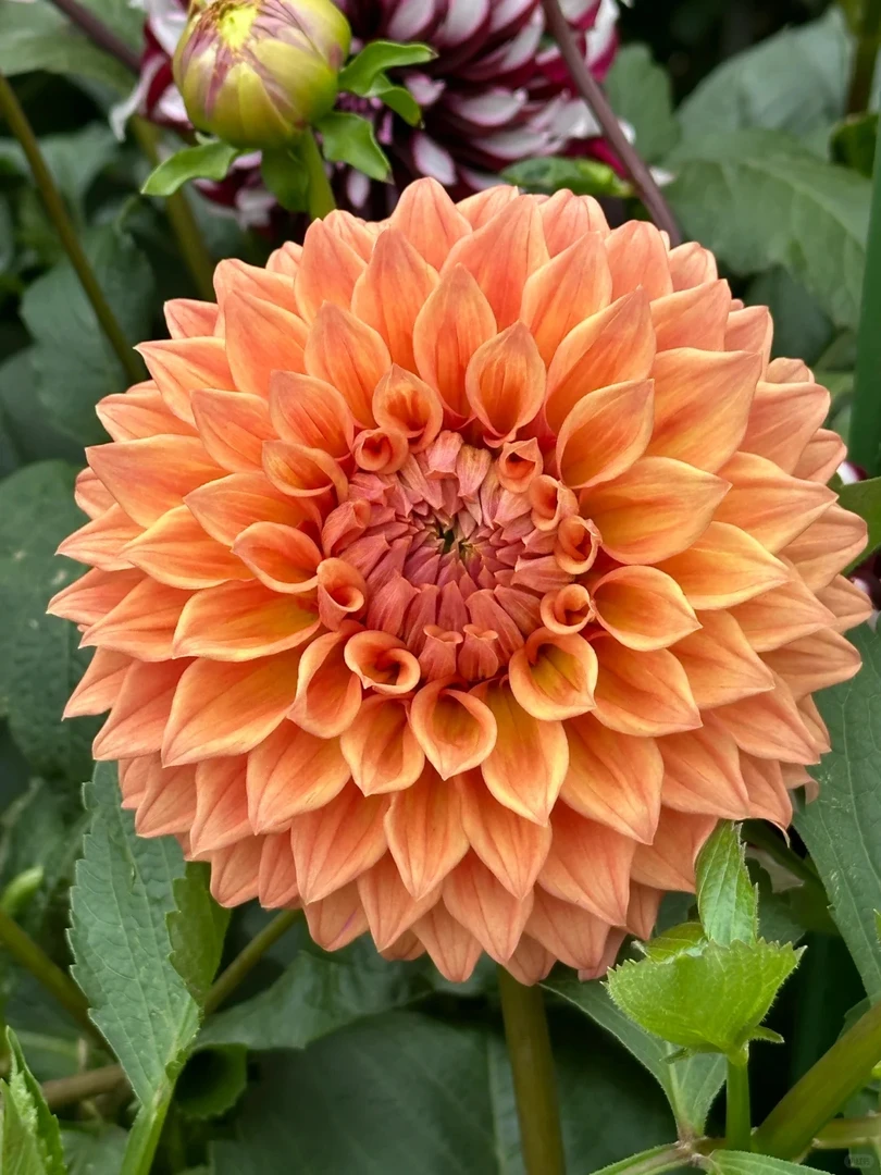 (肉桂)进口大丽花种球送肥料