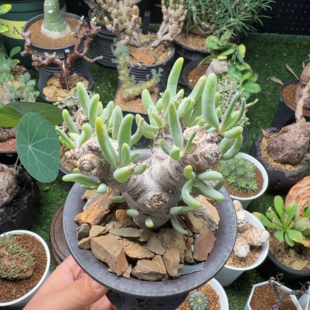 卡拉菲厚墩菊(产地)