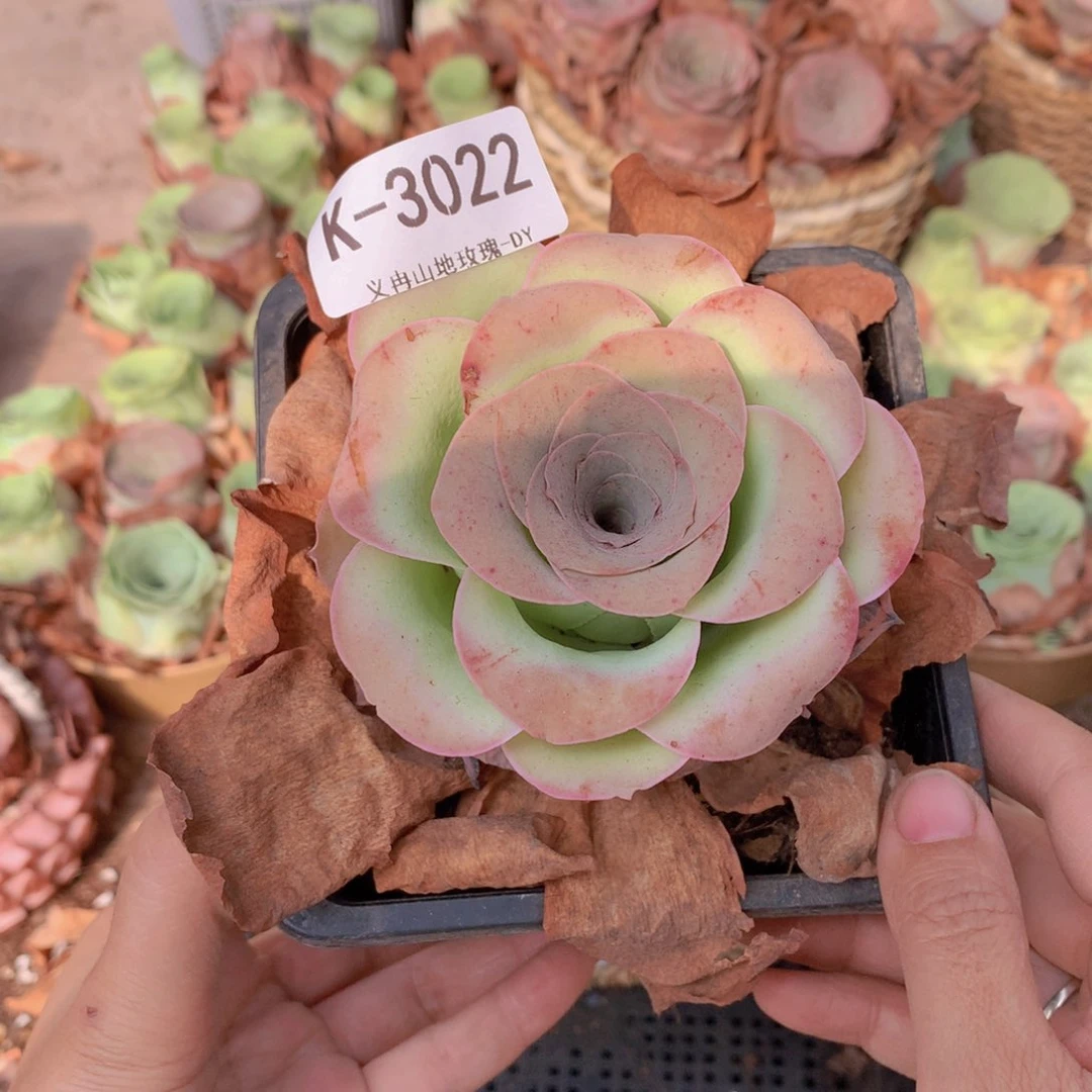 3022大单头g g g g g f f f f c