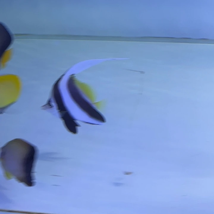 海水鱼关刀7-8cm 160 包装运费30