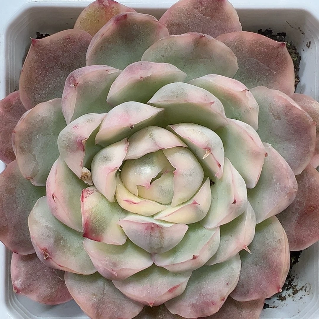草莓蛋糕锦多肉植物