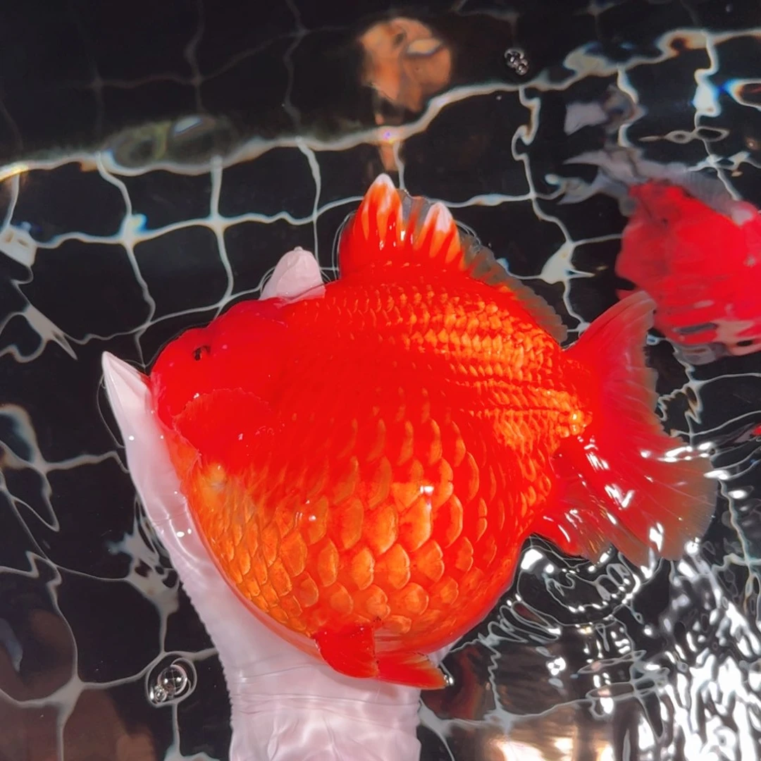 金鱼类不分公母17