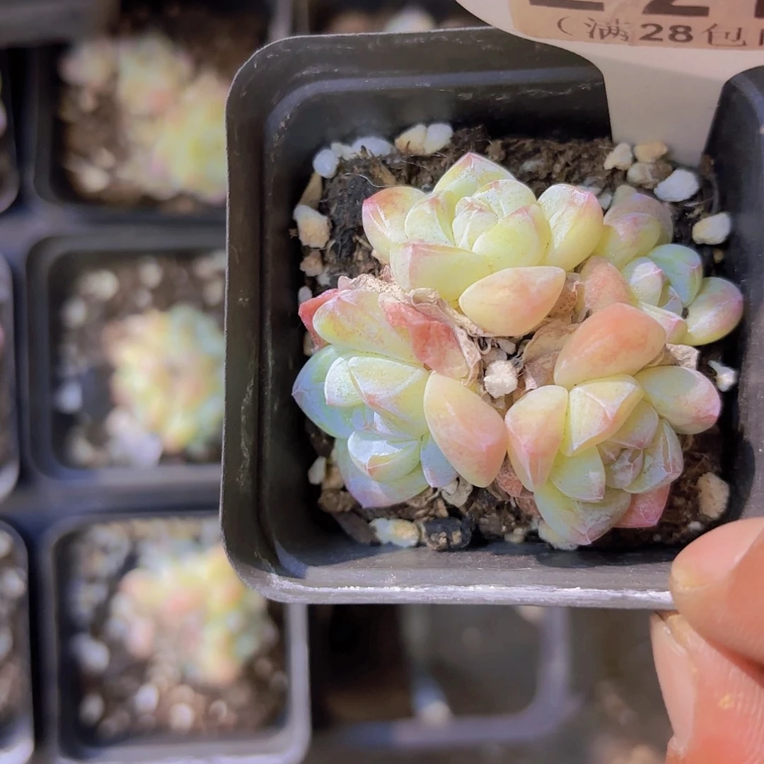 E216冰玉一物一拍