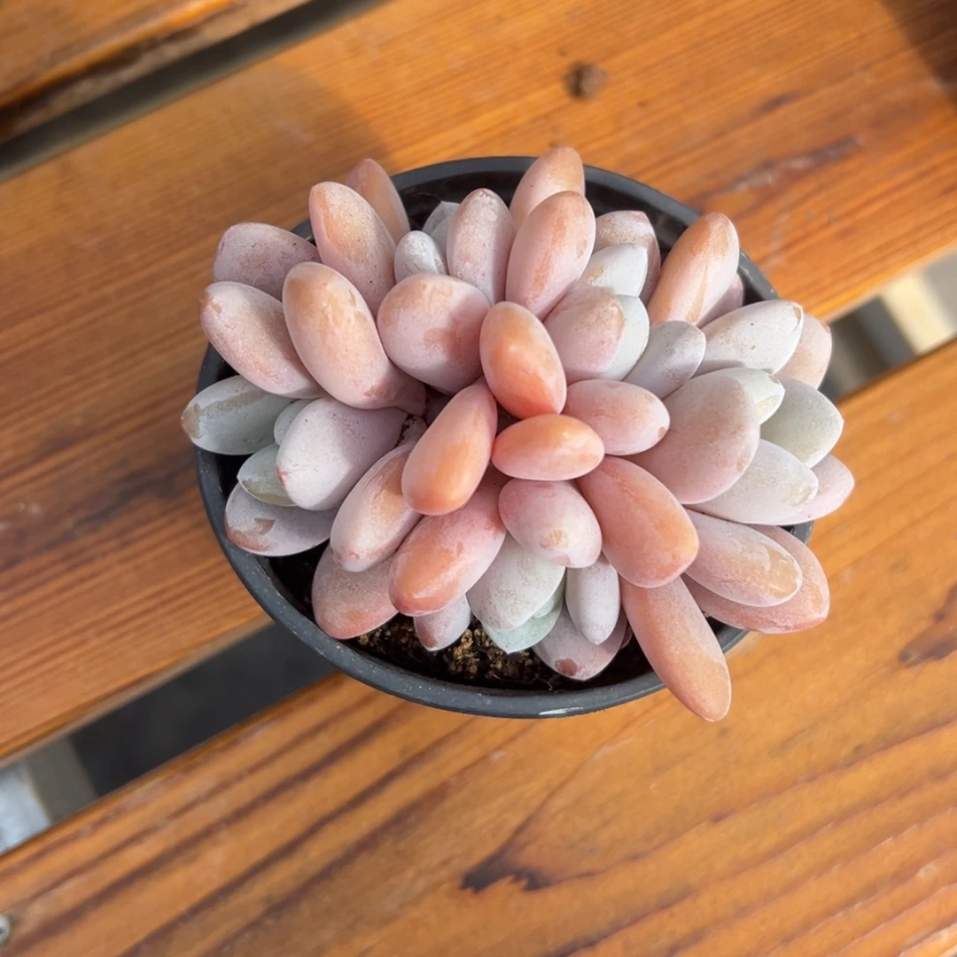 张张精品多肉粉兔