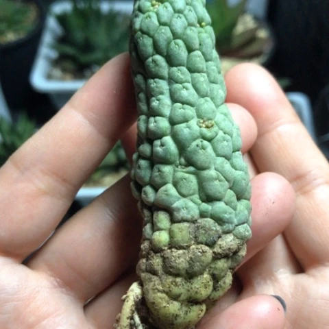 佛头玉哈哈哈哈哈哈哈哈哈