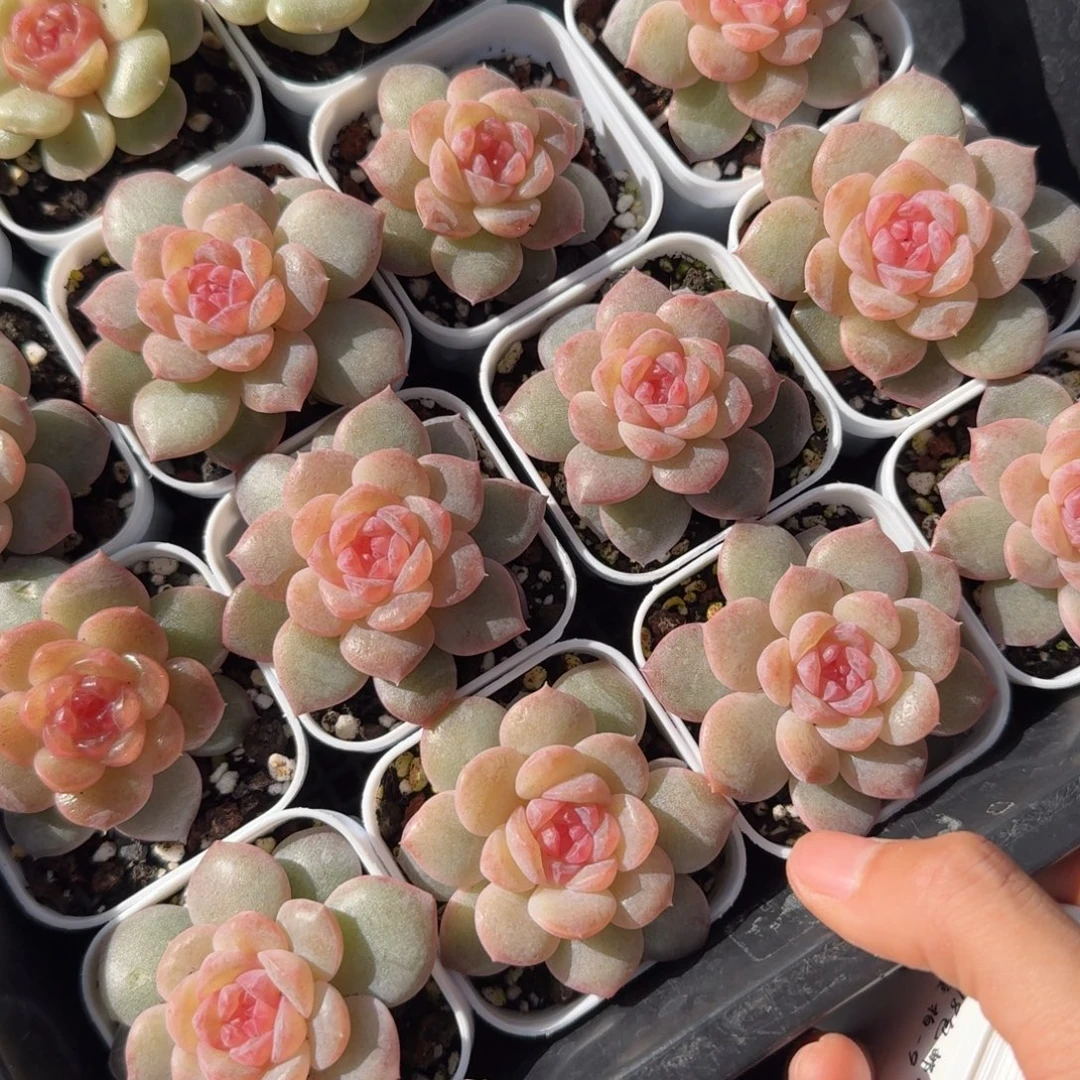 1114-8-莫妮卡单头量拍