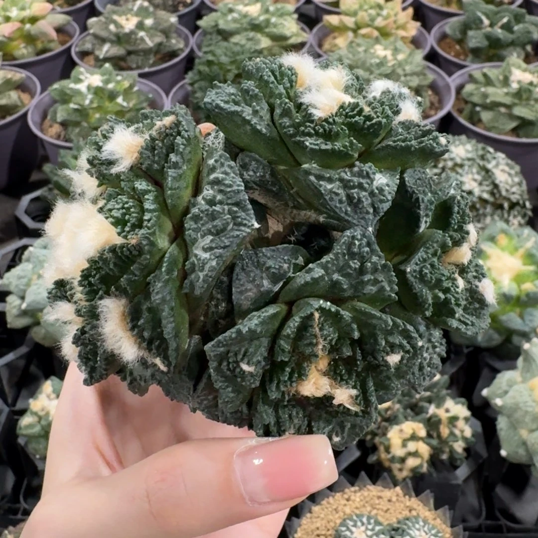 習***_花友专拍四头龟甲11111